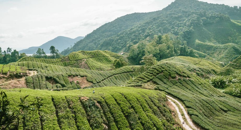 Cameron Highlands in Maleisië Cameron Highlands in Maleisië
